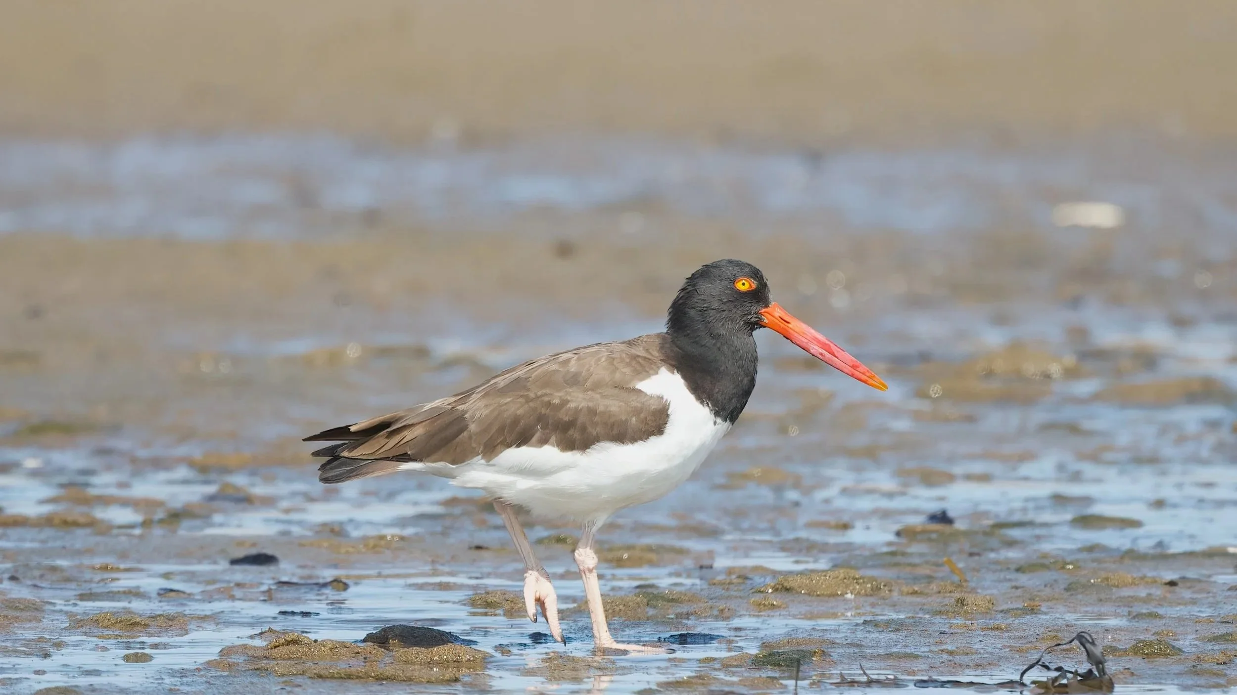 A Morning of Shorebirding with Alex Lamoreaux!