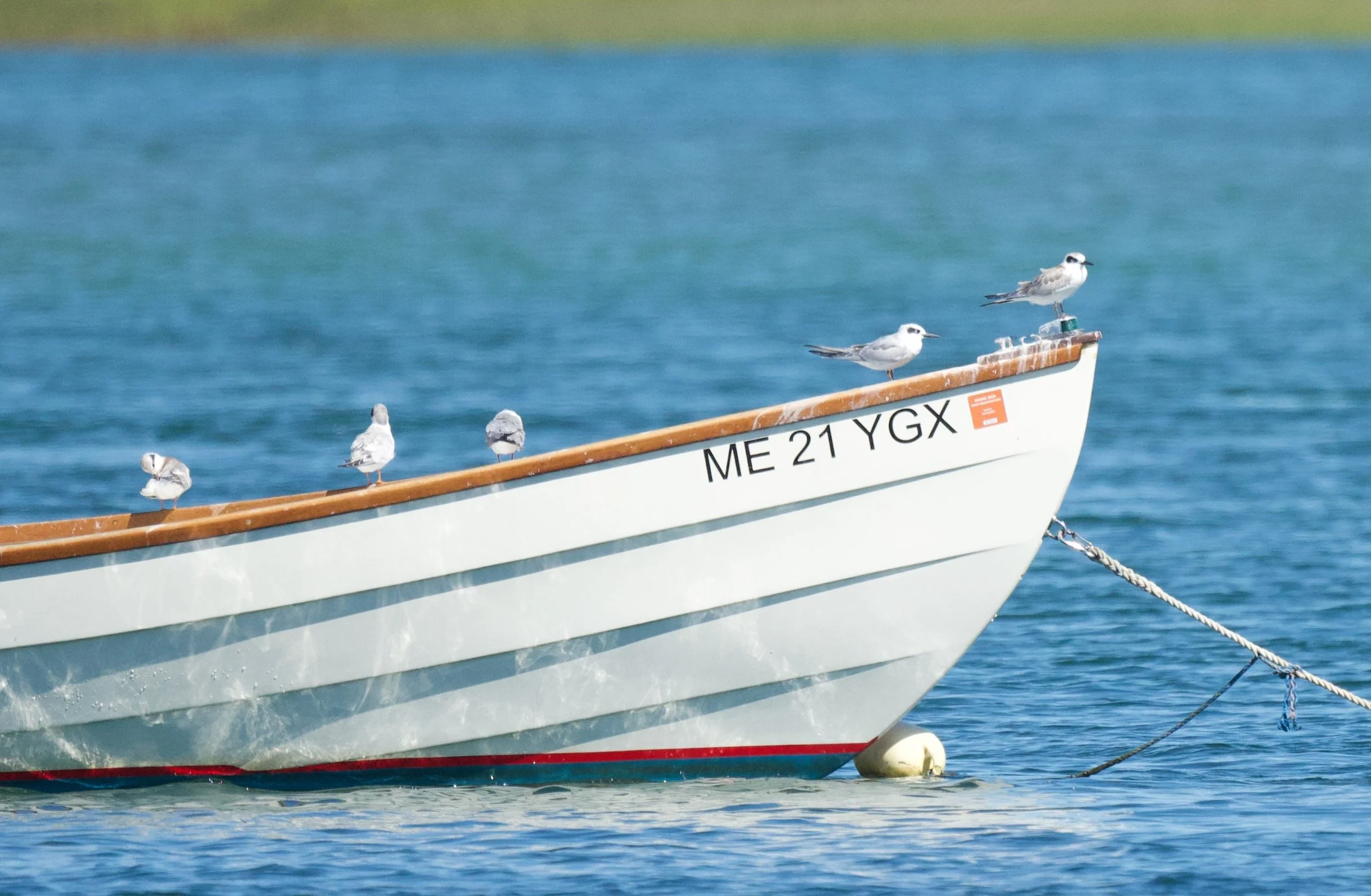A Morning of Shorebirding with Alex &amp; Lauren