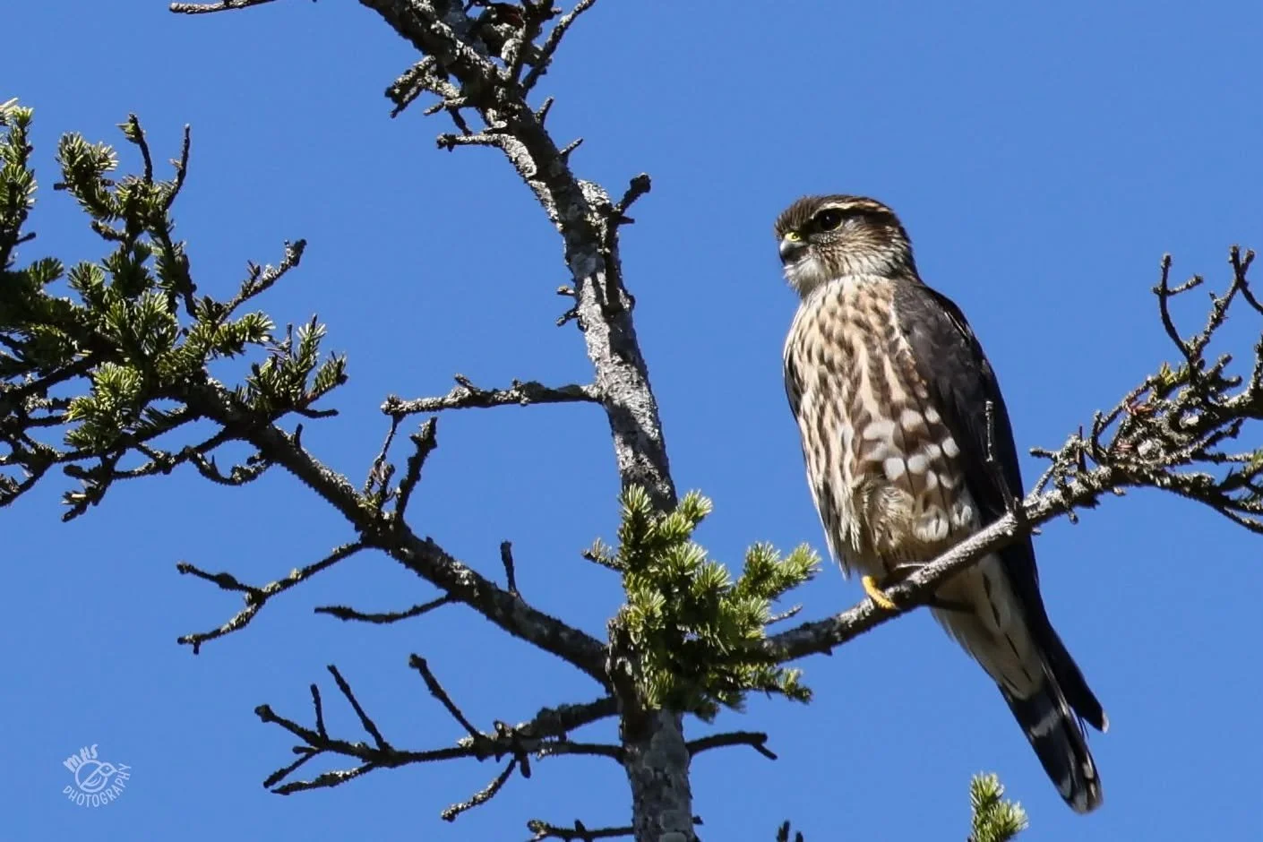 Fall Birding on Monhegan Island