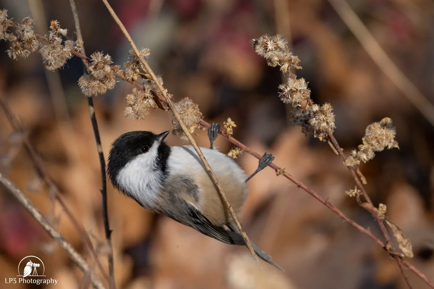Mt. Agamenticus Fall Birding & a Visit to Center for Wildlife