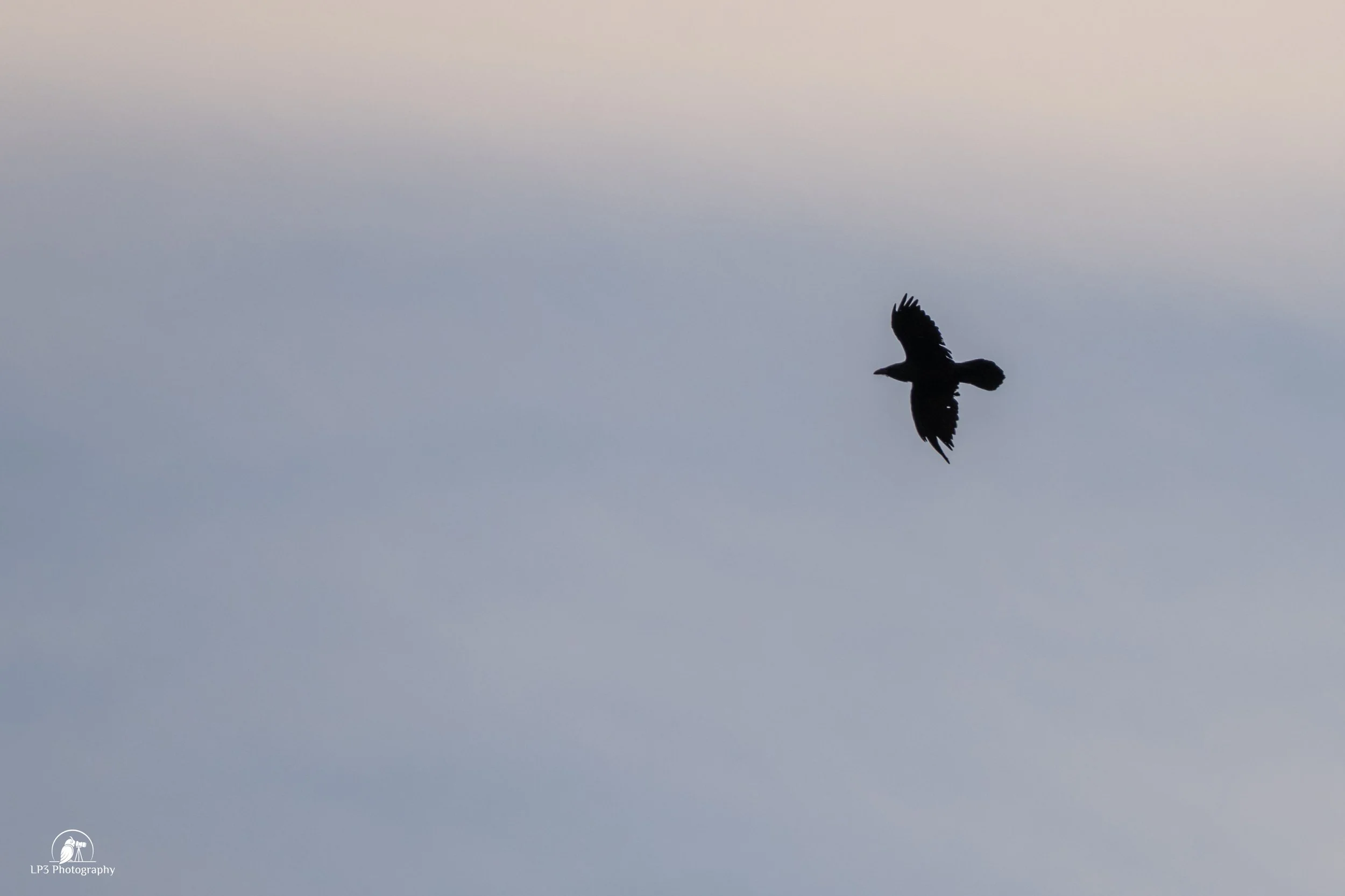 Gone with the Wind: Fall Birding at Mount A