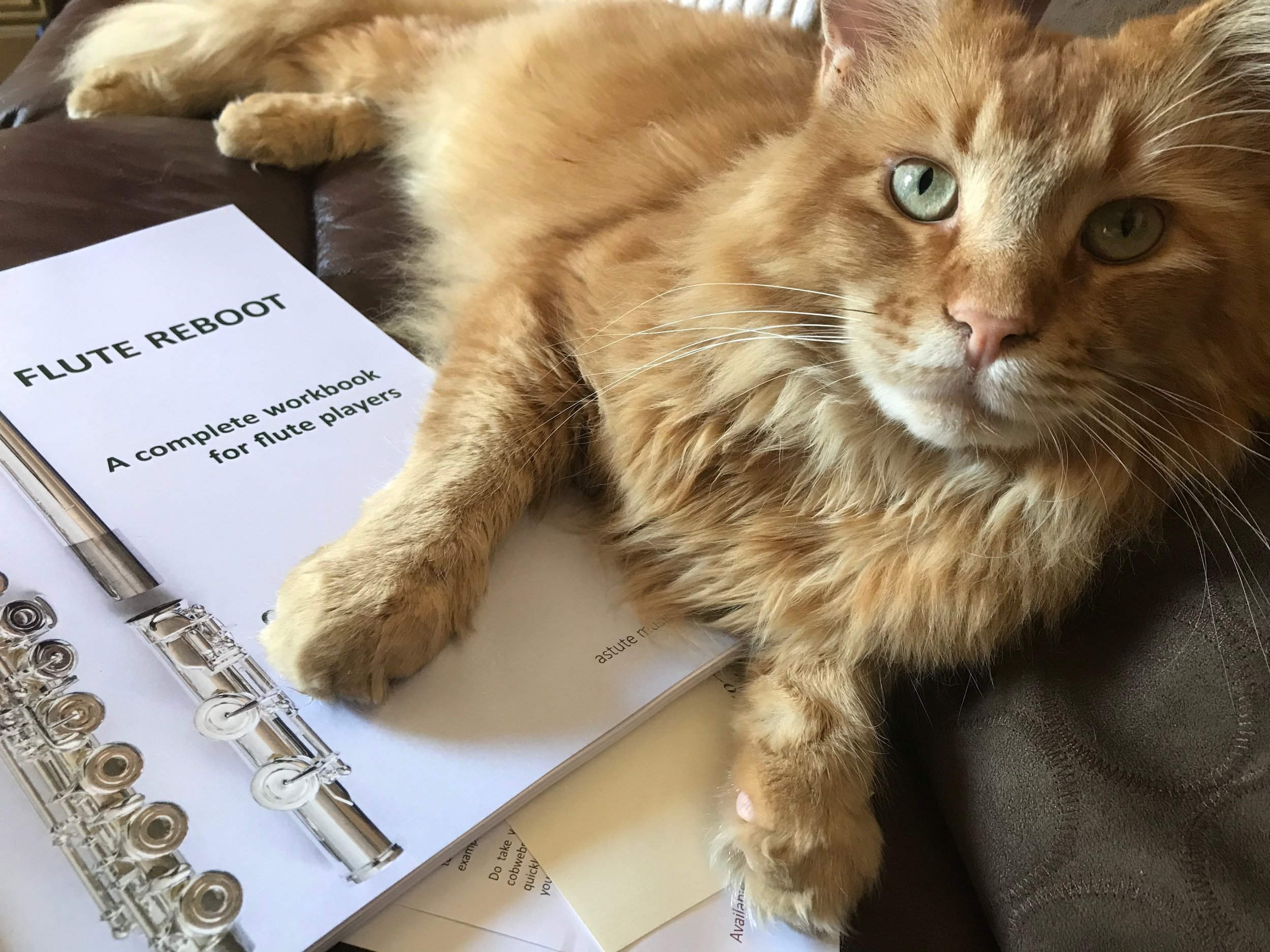 Flute Reboot by Clare Southworth has a ‘paws up’ from JJ.