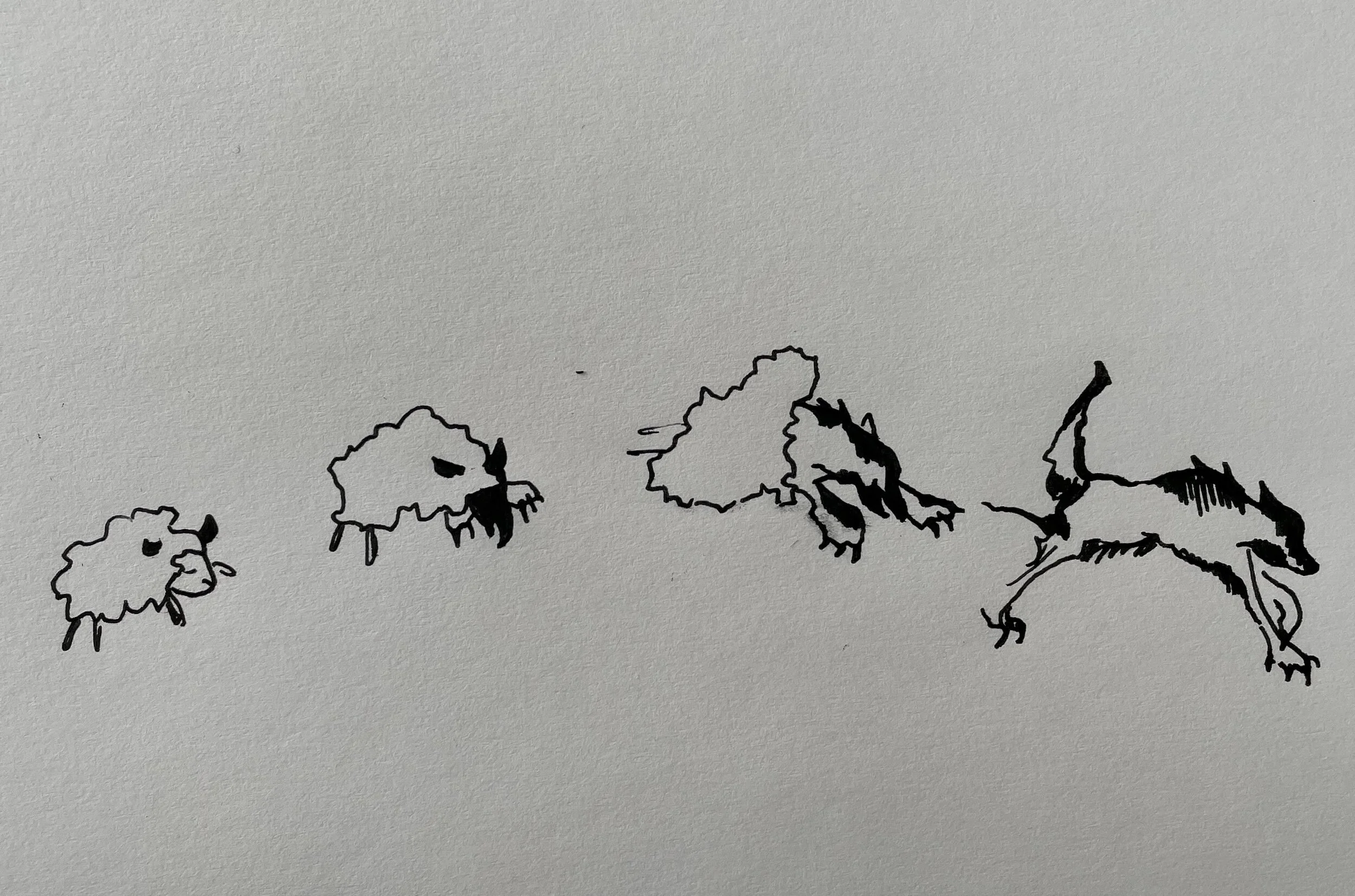 A Sheep Upon Arrival.jpg