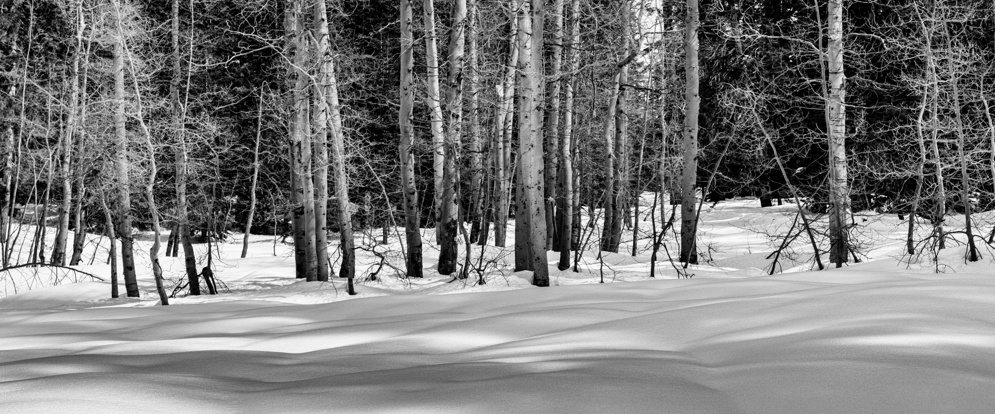 Aspen B&W-1.jpg