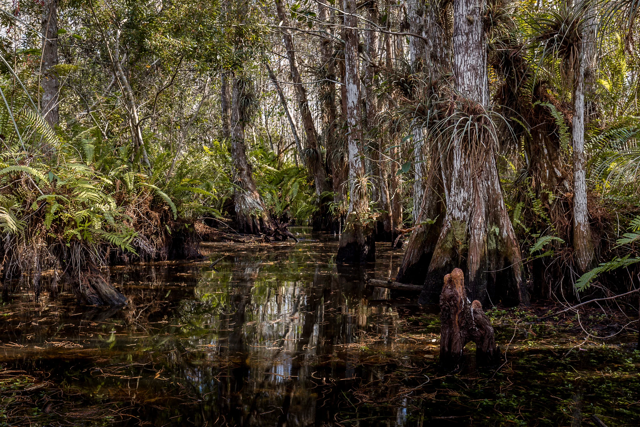 Double Dome in the Glades