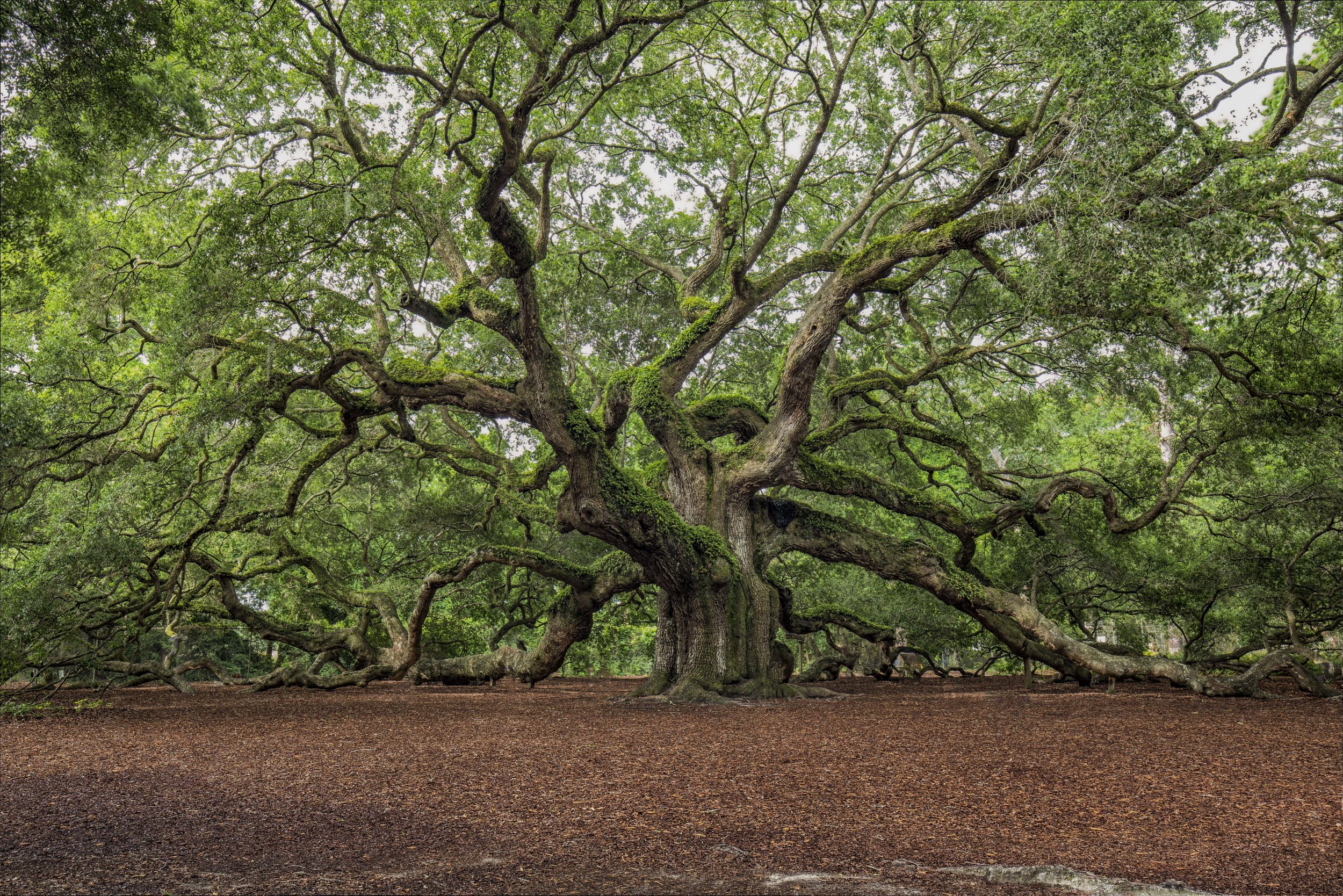 The Angel Oak Tree