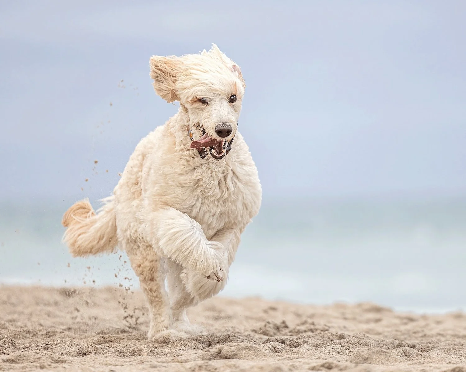 beautiful white dog running with happiness at the beach