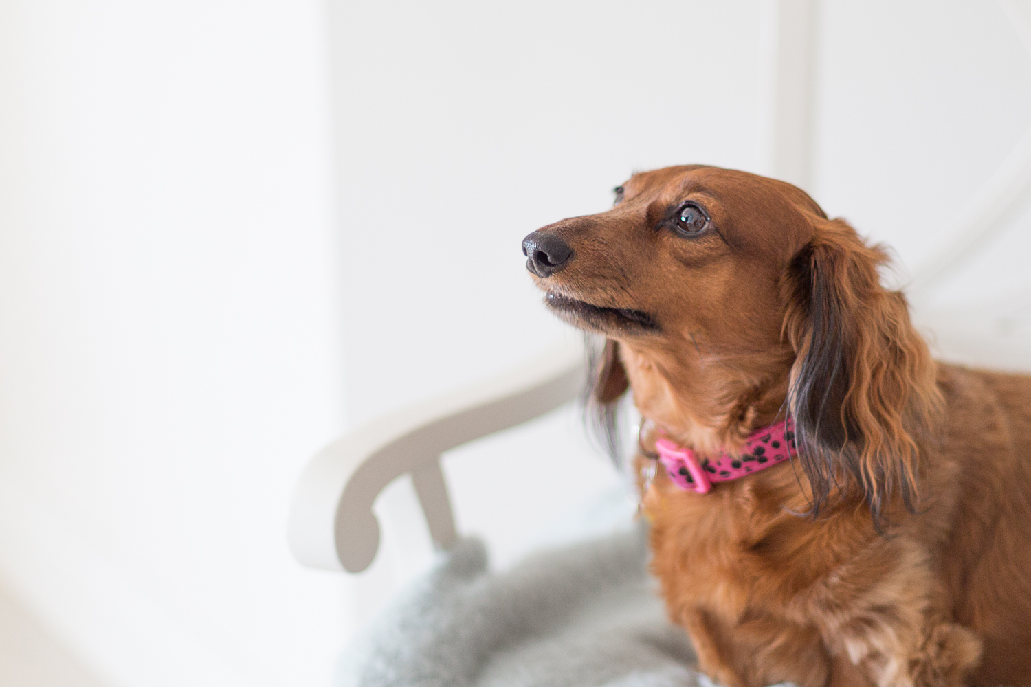 Daschund sitting on chair looking towards light