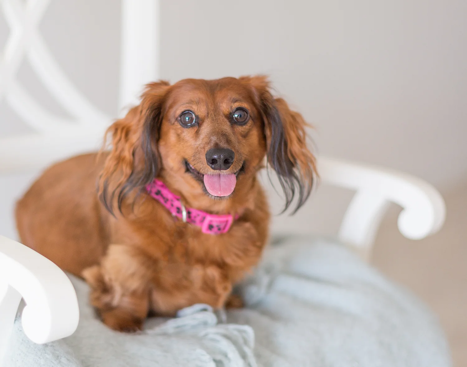 Daschund-Dog-Photography-Toronto.jpg