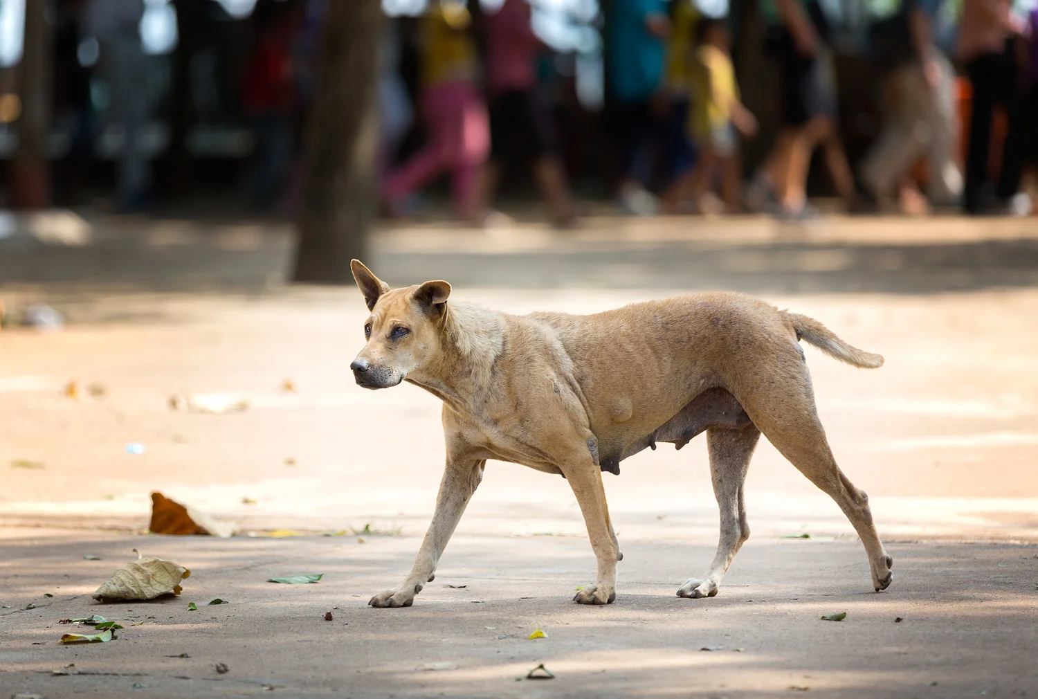 Typical stray dog wandering the streets of Hanoi