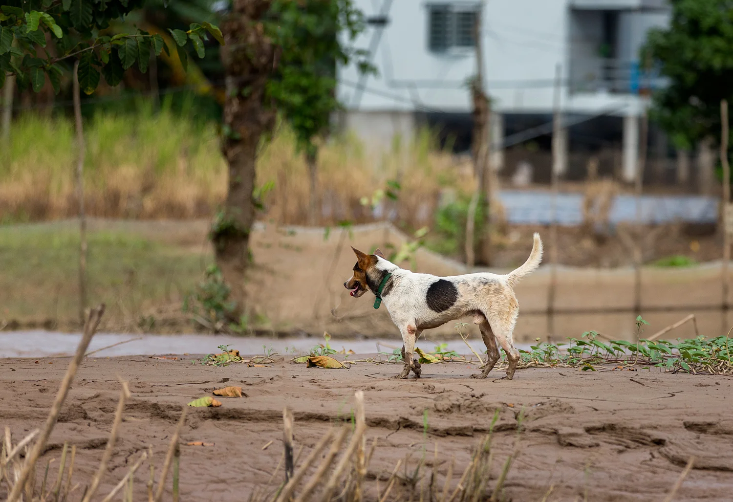 He was wandering around at a rural community but the collar indicates he's not a stray