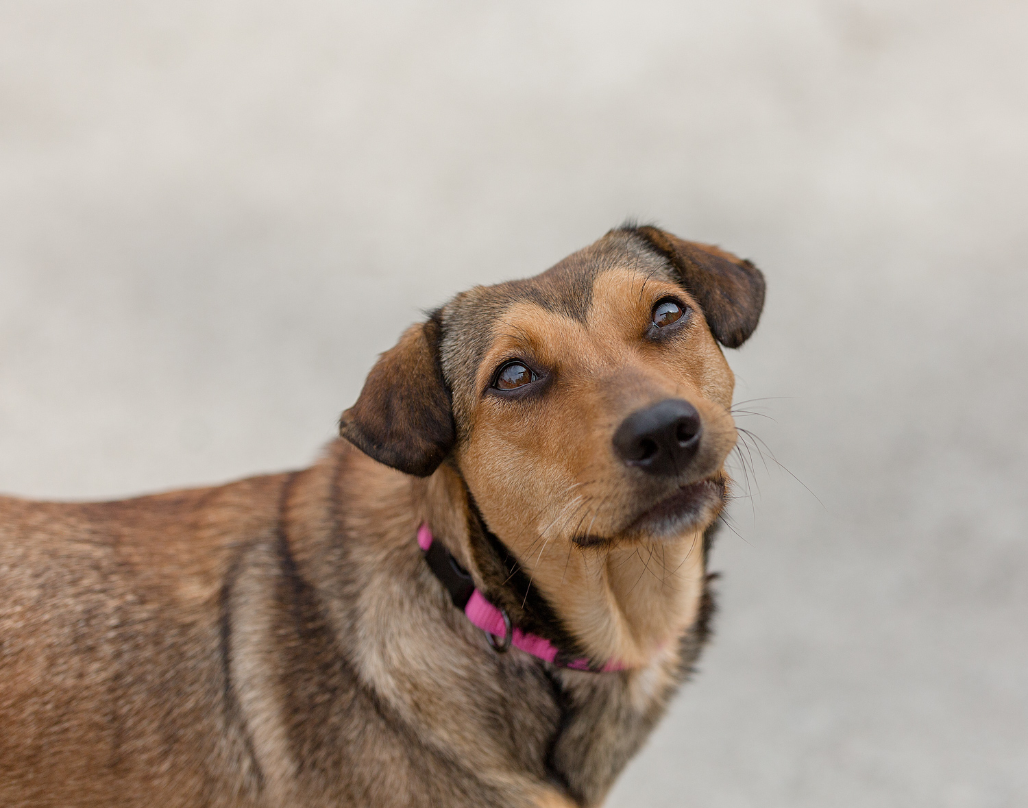 Dog-photographed-at-shelter-Toronto