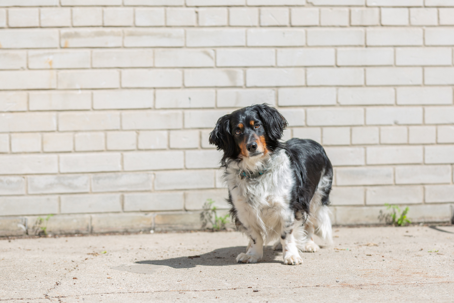 Toronto-shelter-dog-photographer