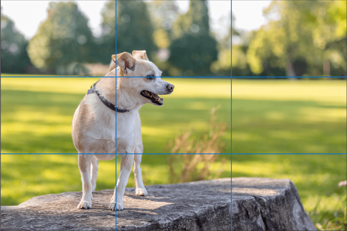 dog-rule-of-thirds.png