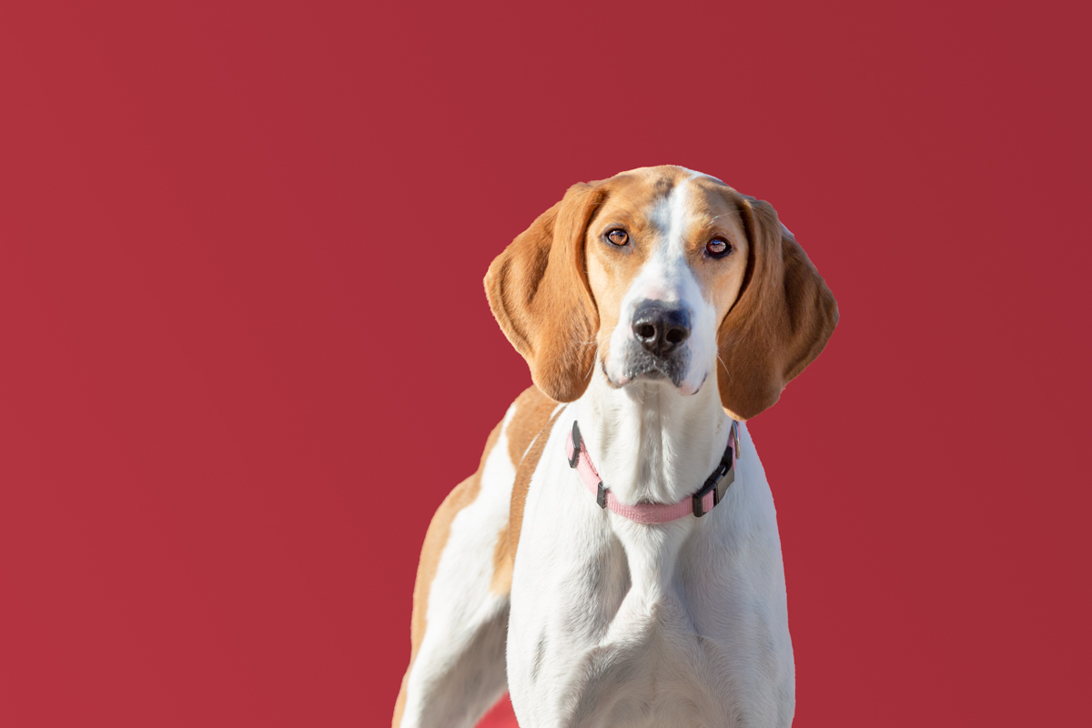 THE RED BACKGROUND DRAWS ATTENTION TO THIS DOG
