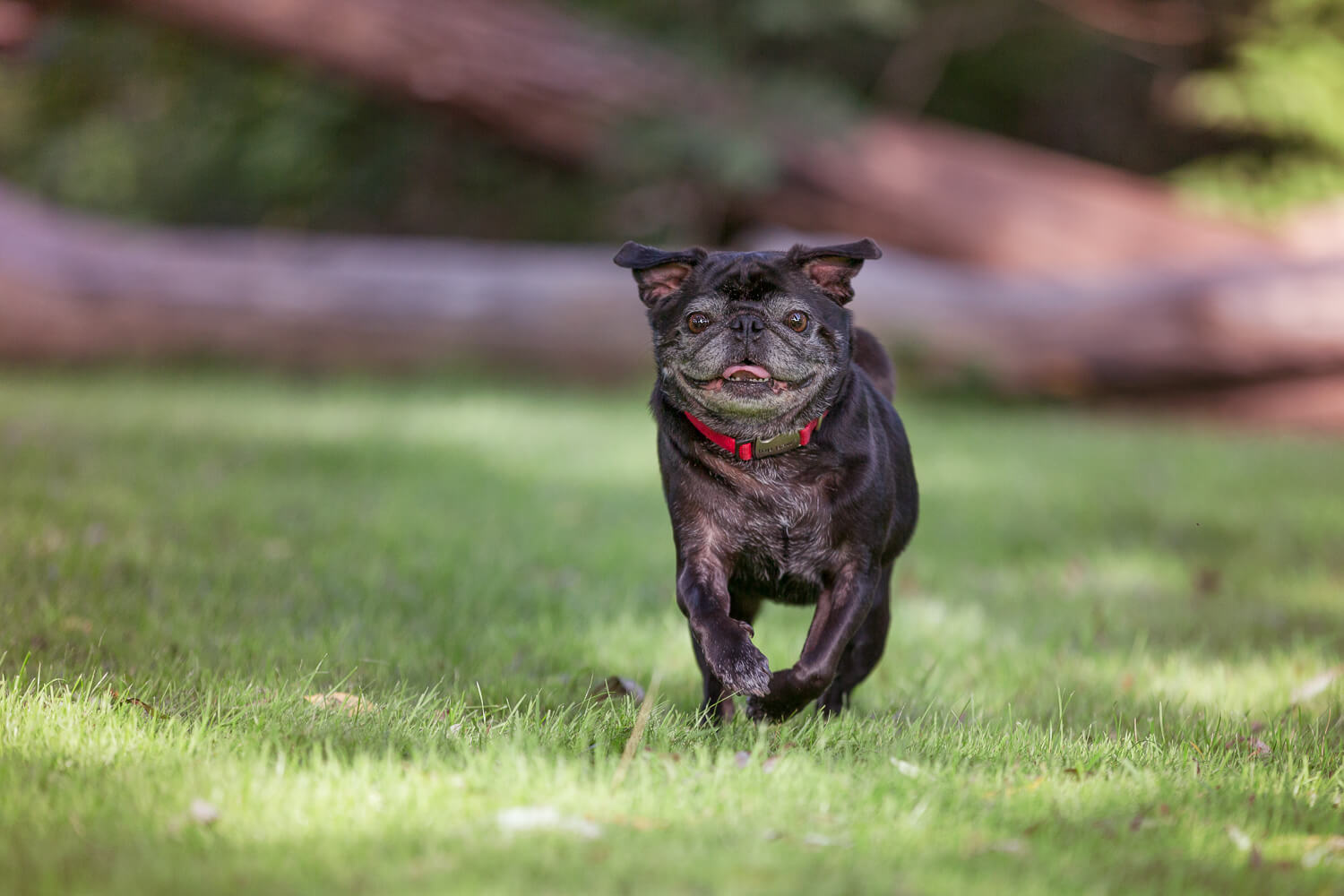  Black Pug dog running towards the camera during his photo shoot in Unionville, Ontario 