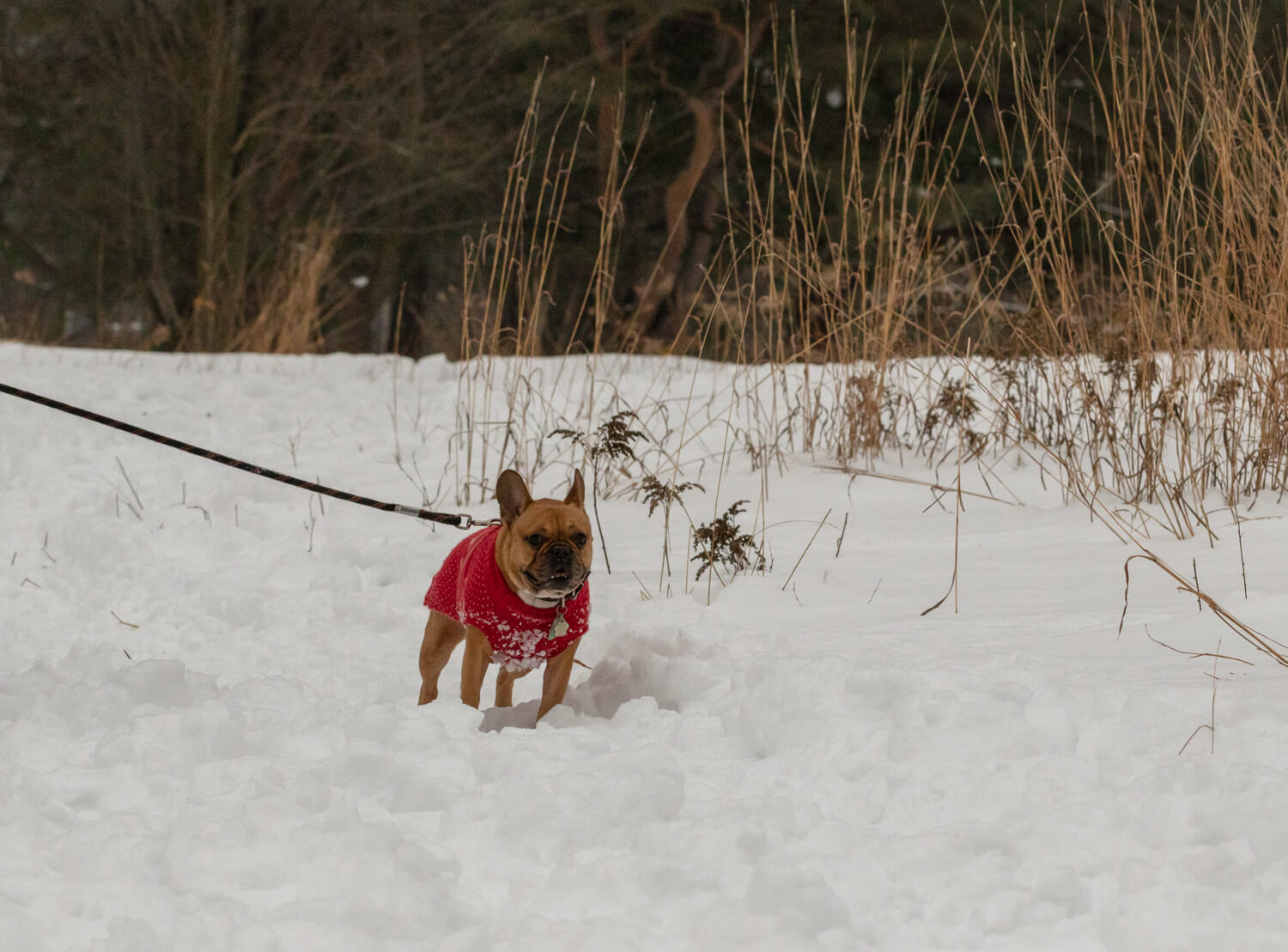 French-Boxer-dog-Toronto-Snow-Photography-3.jpg