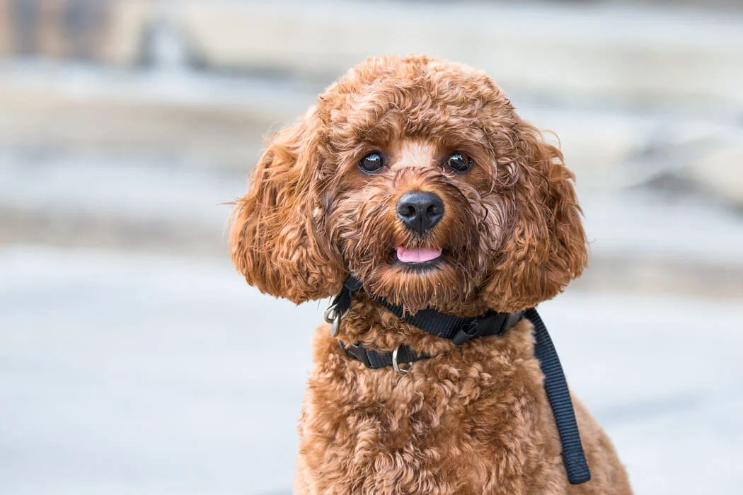 NOTICE HOW BLURRED THIS BACKGROUND IS AND HOW ALL YOUR ATTENTION IS ON THE DOG