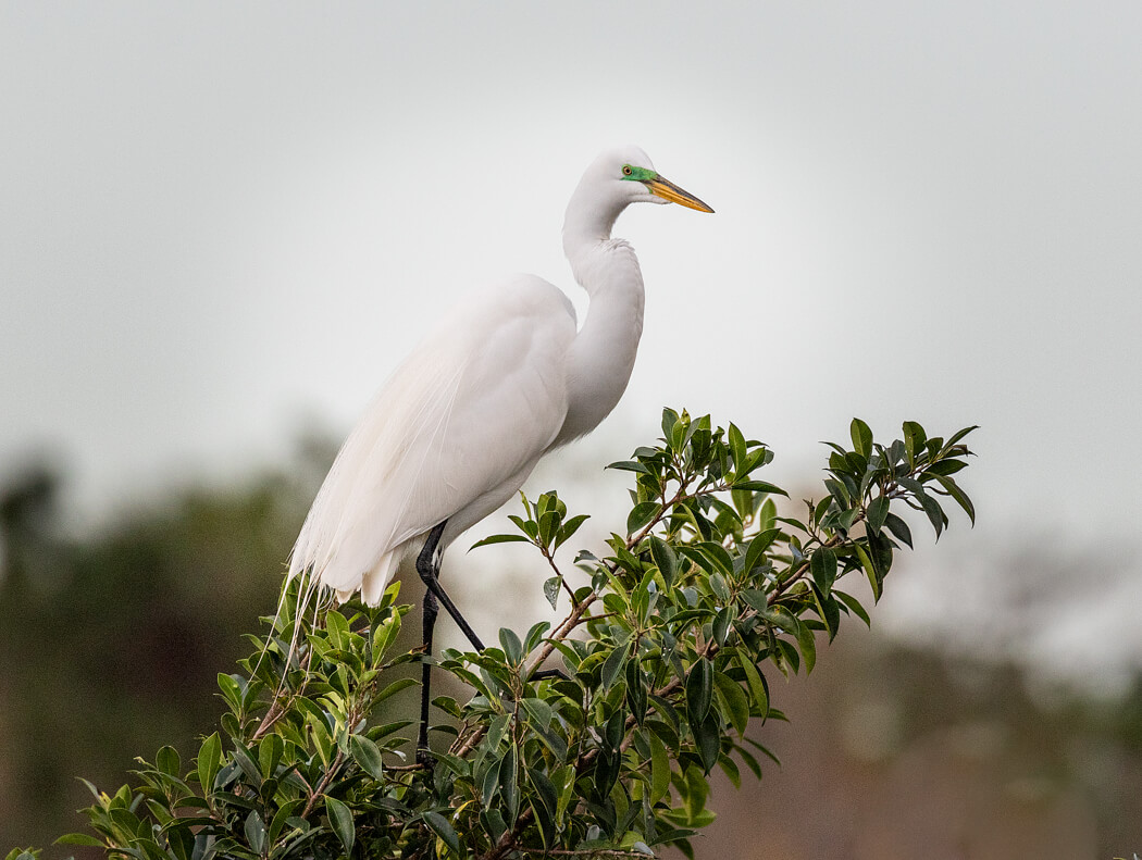 Florida_wildlife-birds (1 of 3).jpg