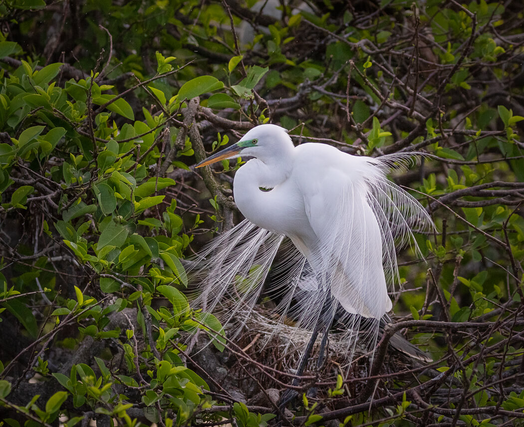 Florida_wildlife-birds_egret_green_eye (1 of 1).jpg