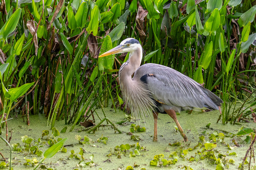 Florida_wildlife-birds (3 of 3).jpg