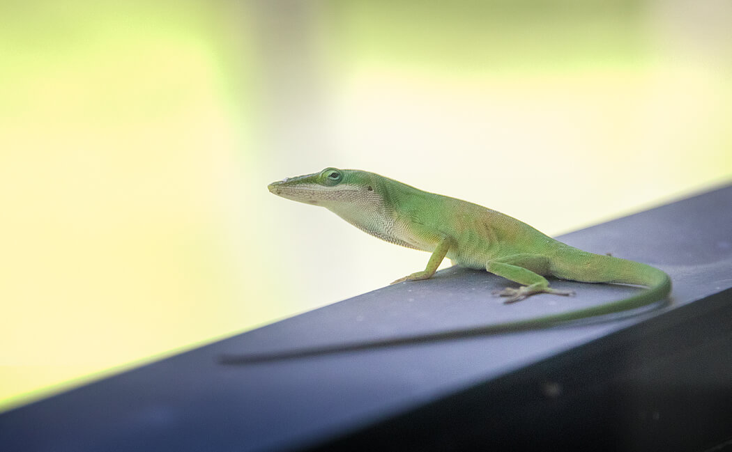 Florida_wildlife-reptiles_iguana_lizard (1 of 2).jpg
