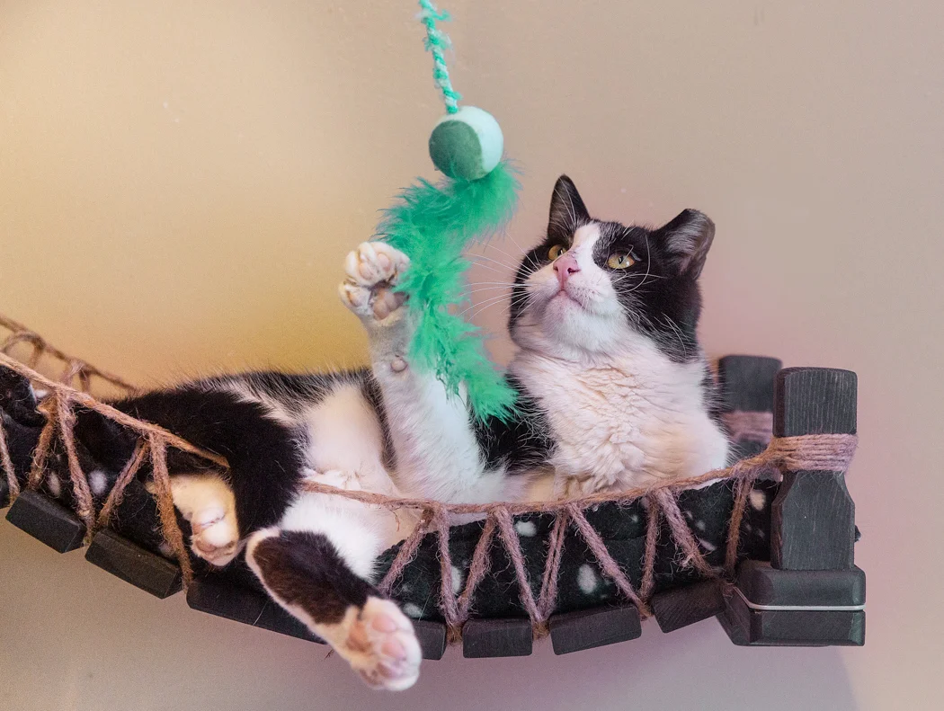 Cat-playing-toy-Toronto-pet-photography.jpg