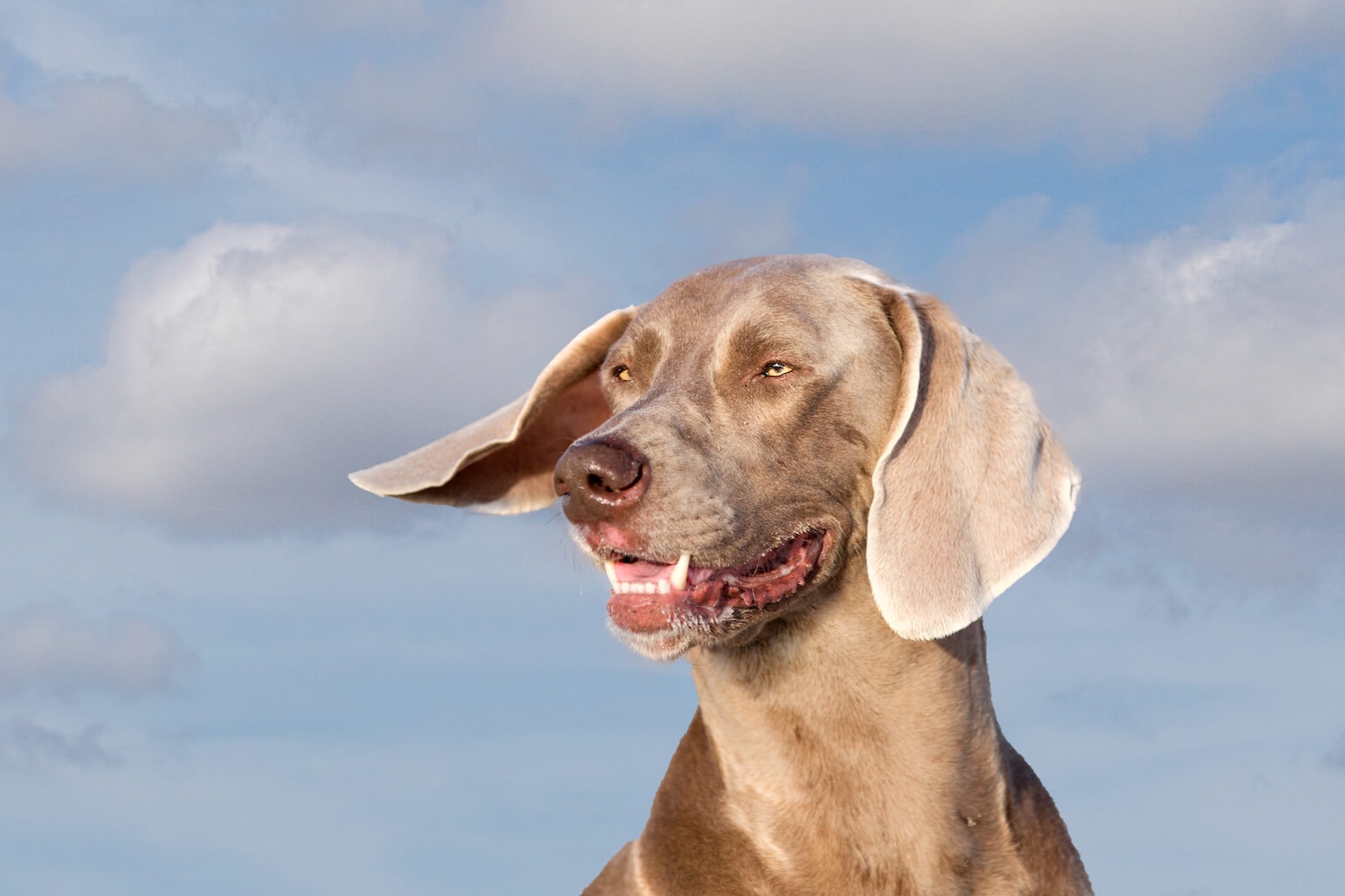 Weimaraner.jpg