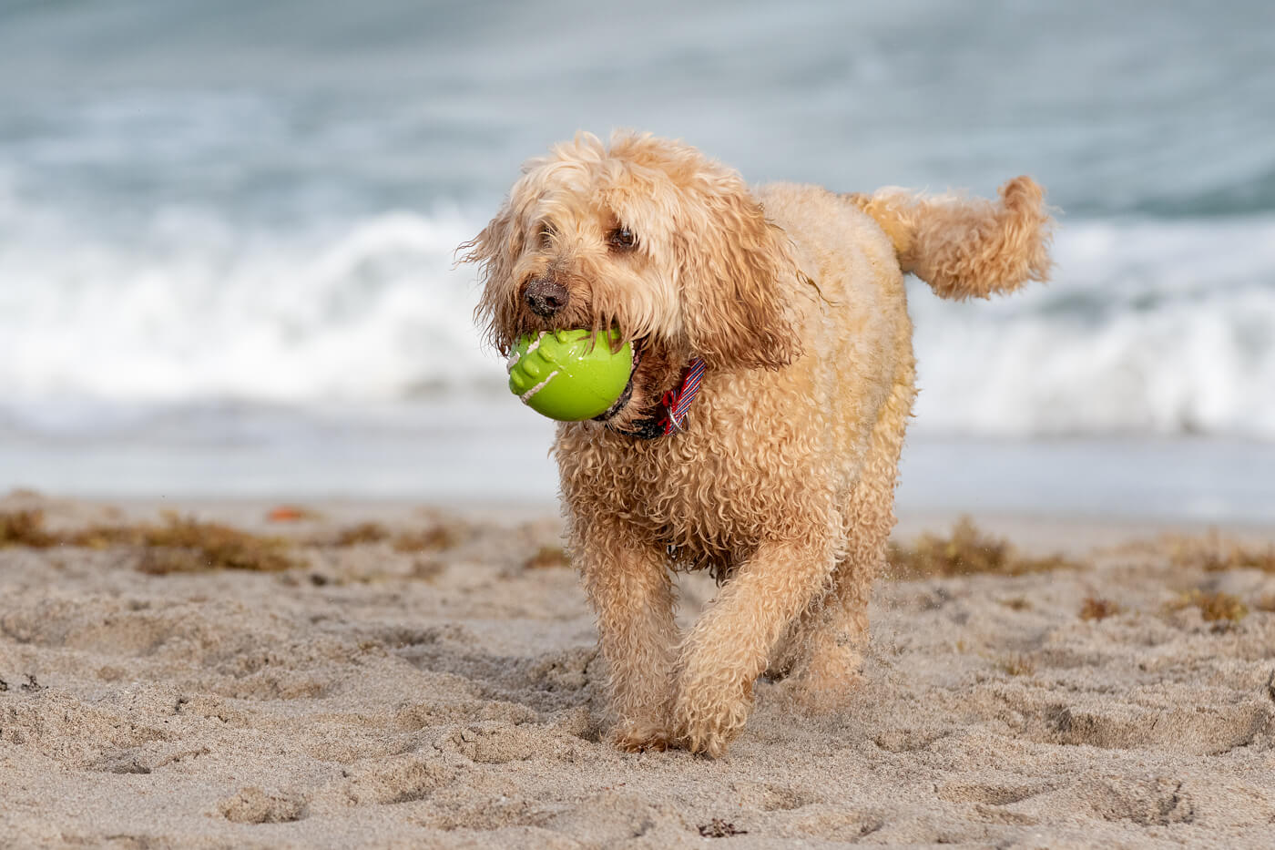 Dog-at-play-Boca-Raton-Beach-photography