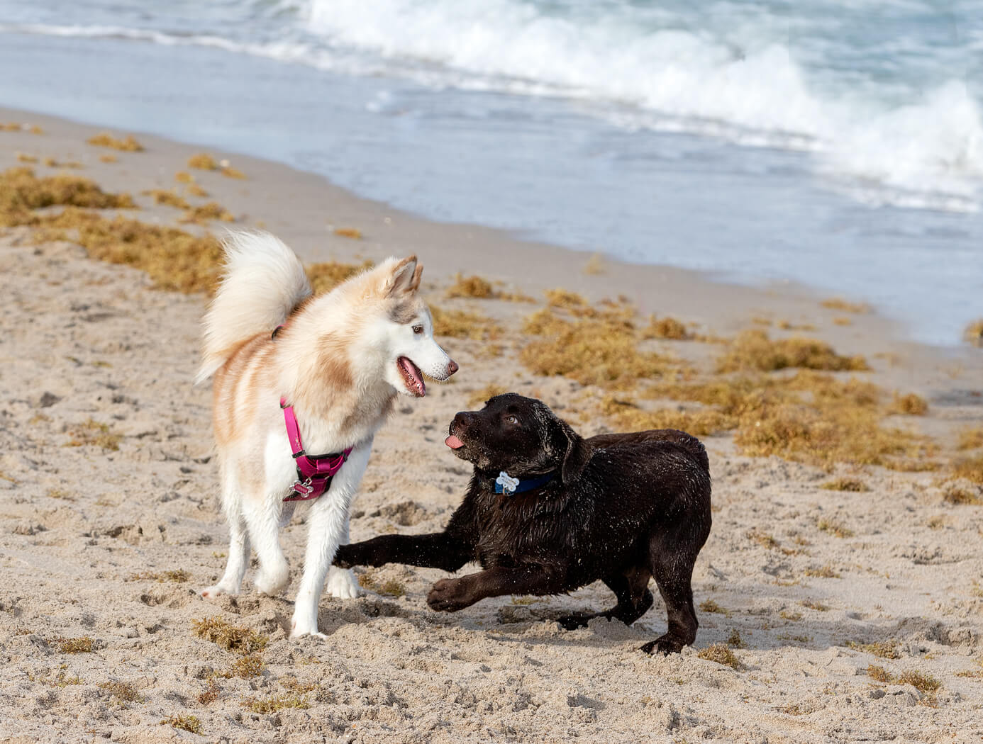 dog-photography-Boca-Raton-beach