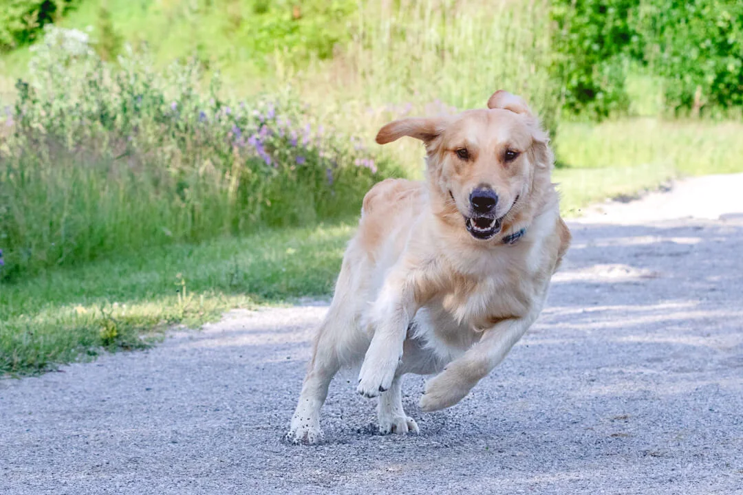 Photographing candid shots of your dog at play during your photoshoot