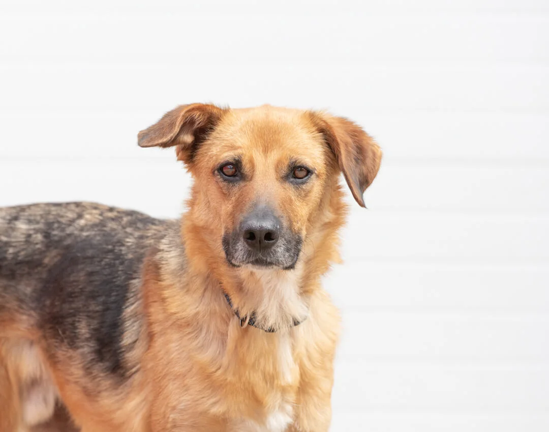 THIS SWEET GERMAN SHEPHERD MIX WAS A PLEASURE TO PHOTOGRAPH!