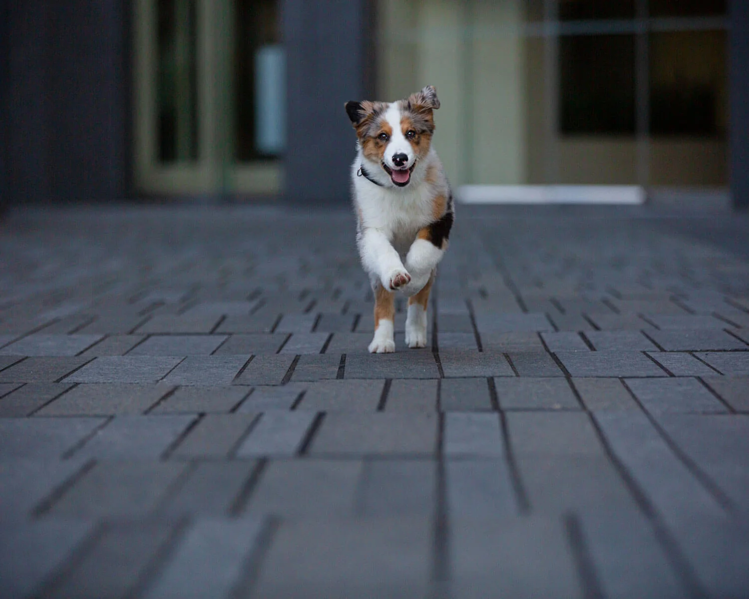 dog-running-toronto-photographer.jpg