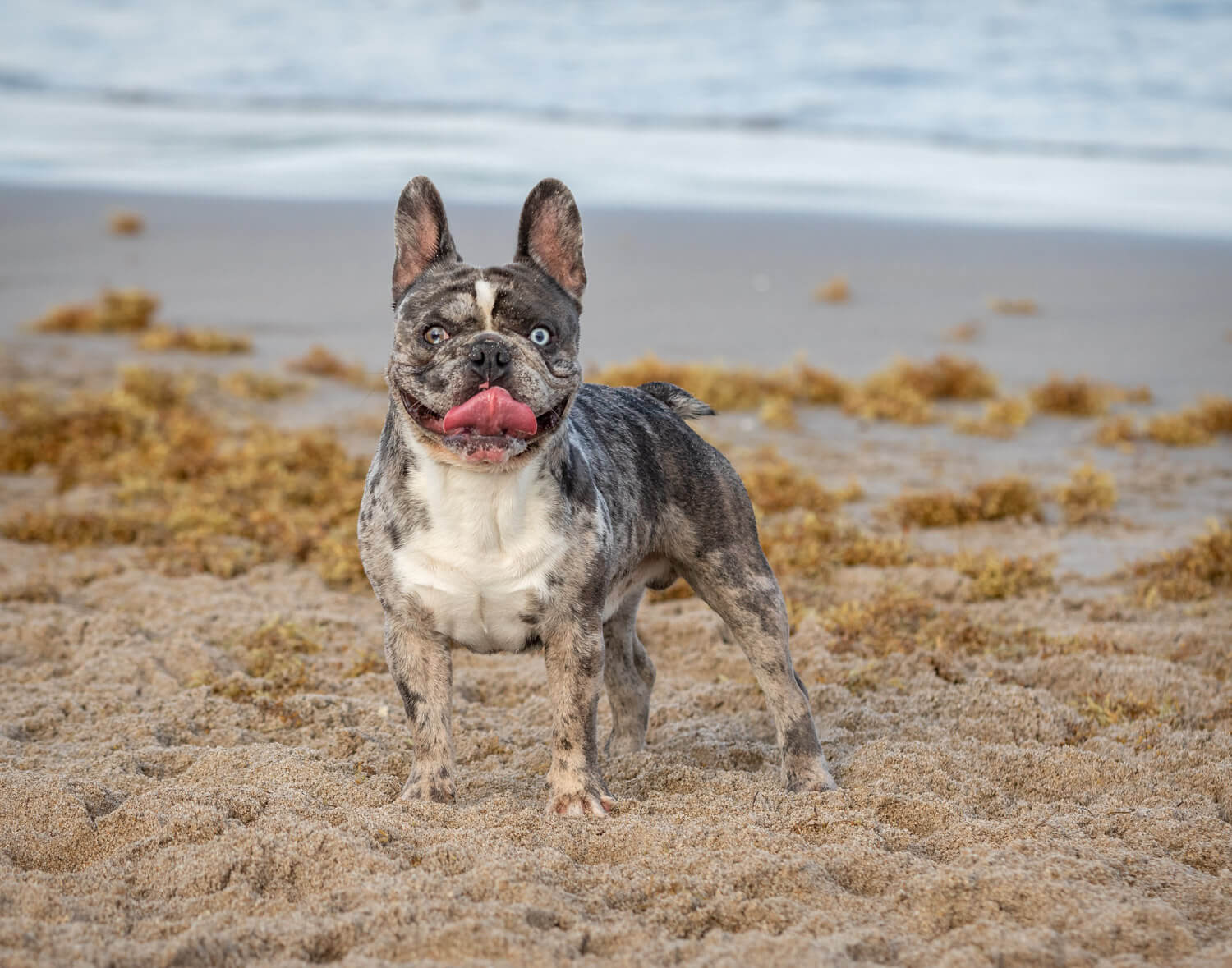  Next we have Blue who had his dog photography session at the beach in Boca Raton, Florida - he’s aptly named for his eyes and colouring! 