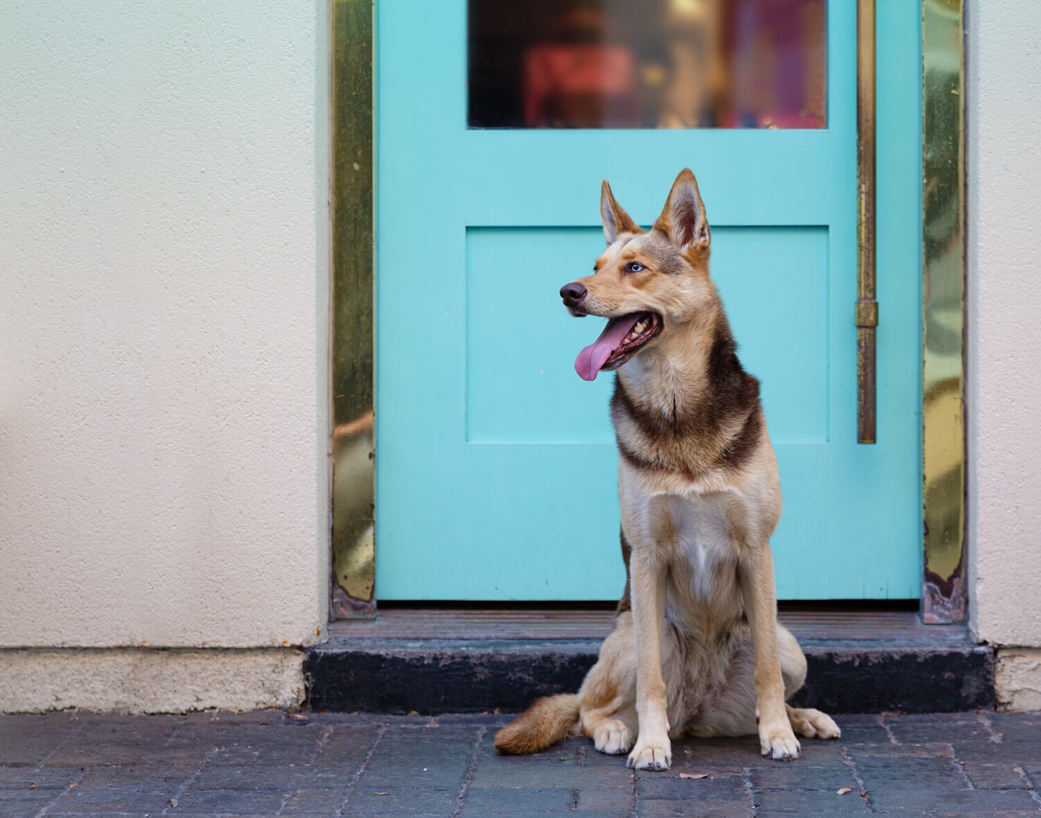  Here’s Harley, a Husky mix - I love how her eyes match the door!  She was super amazing at her city dog photography shoot in Toronto 