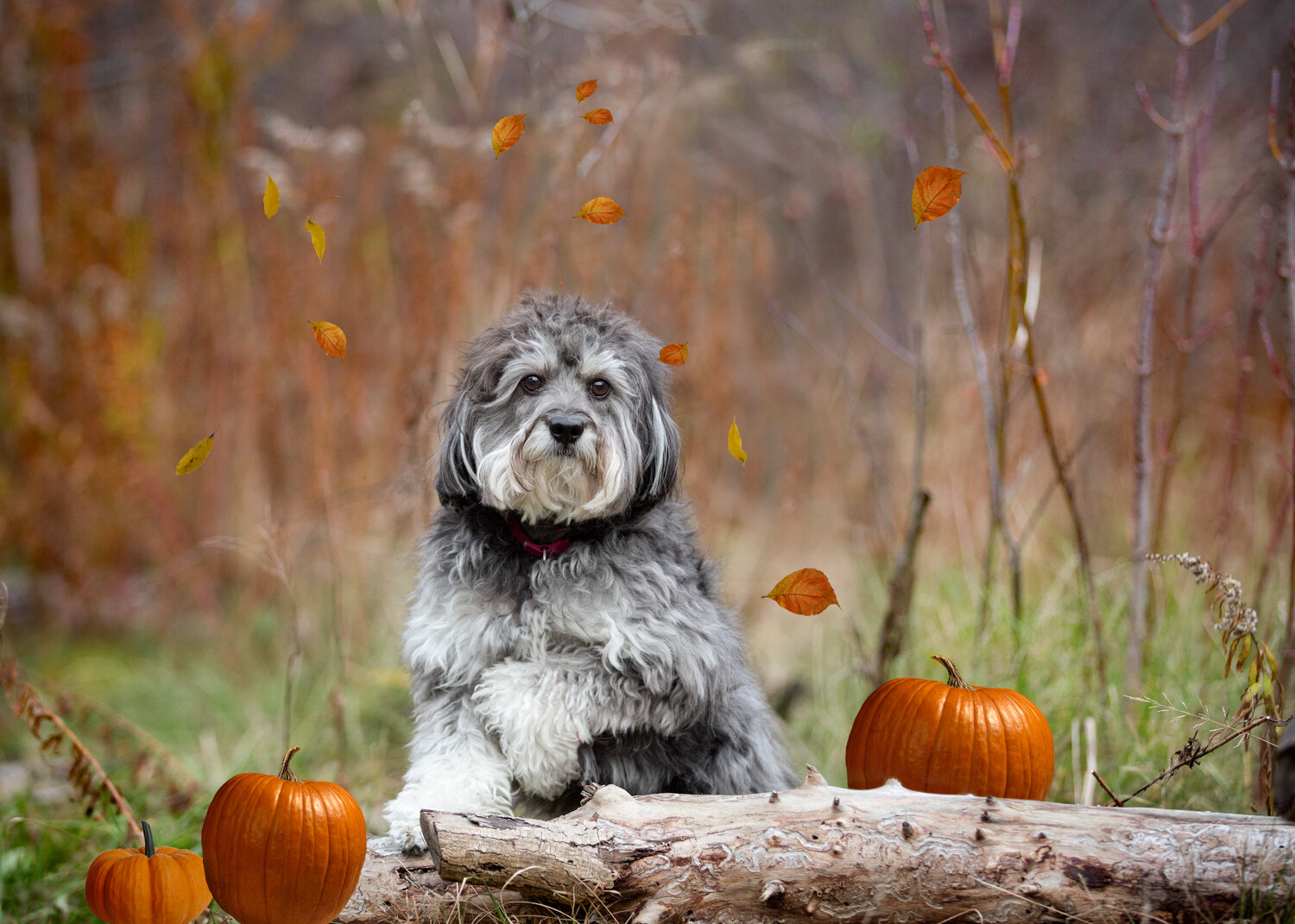 Autumn dog photography Markham