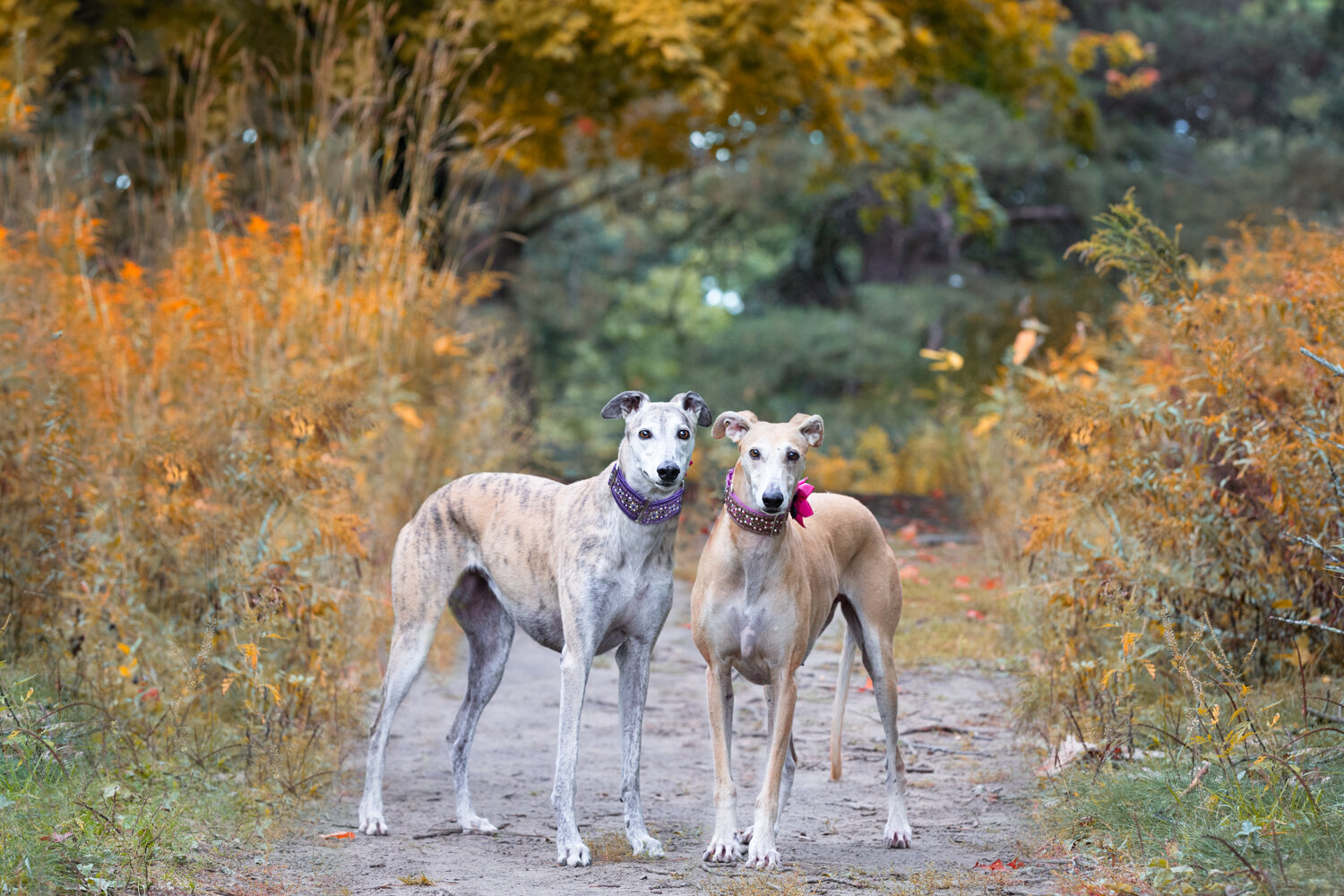 Greyhound-pet-photo-shoot-Toronto