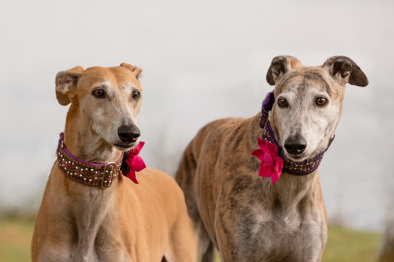 Dog-photographers-Greyhound-portraits