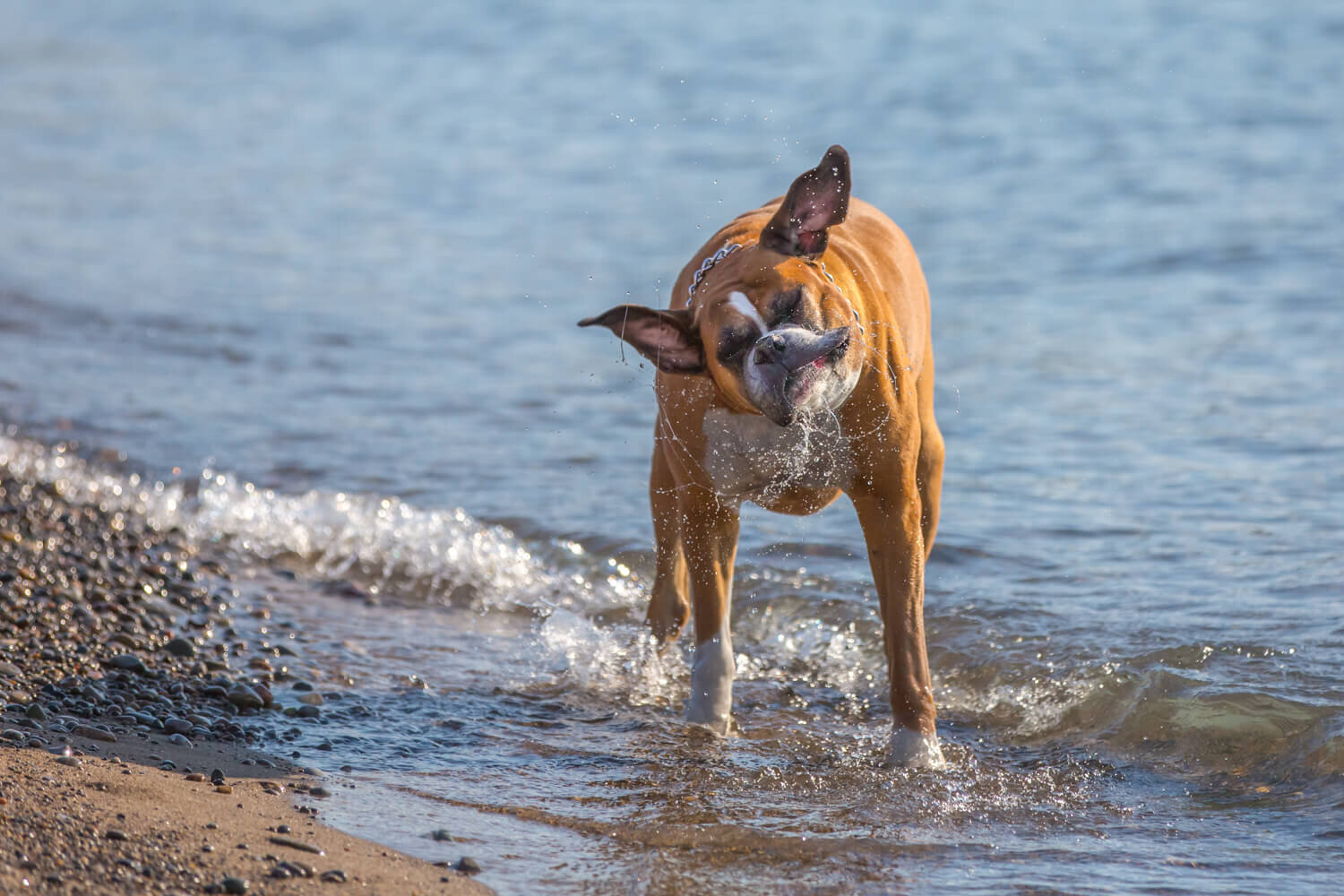  Boxer shaking water off his head at The Beaches in Toronto 