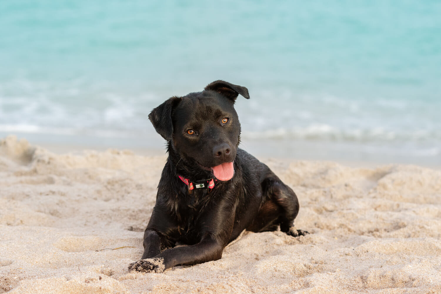  Small black dog on the beach in Toronto photo by Terri J Photography 