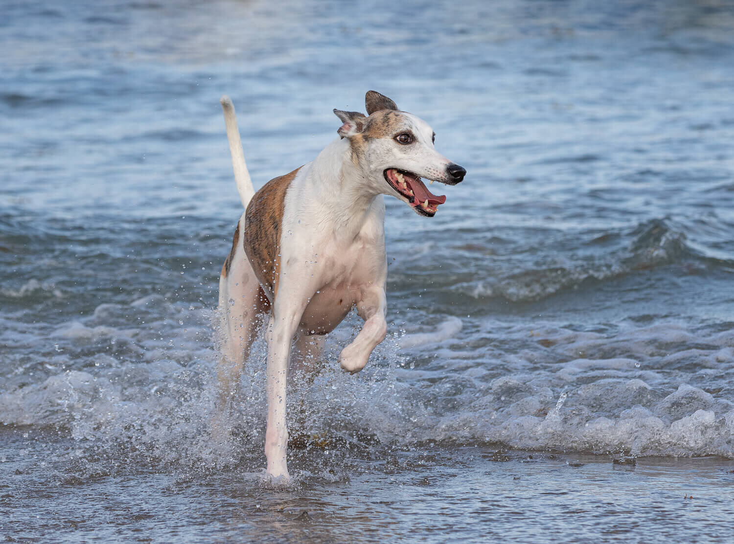  Dog splashing in water at The Beaches, Toronto 