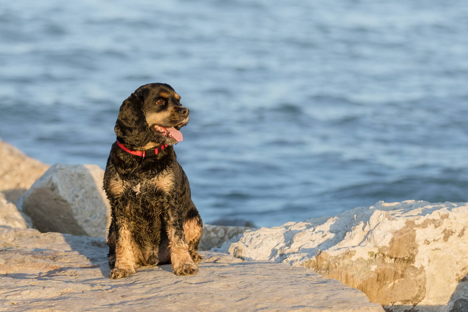 Dog photography at The Beaches in Toronto