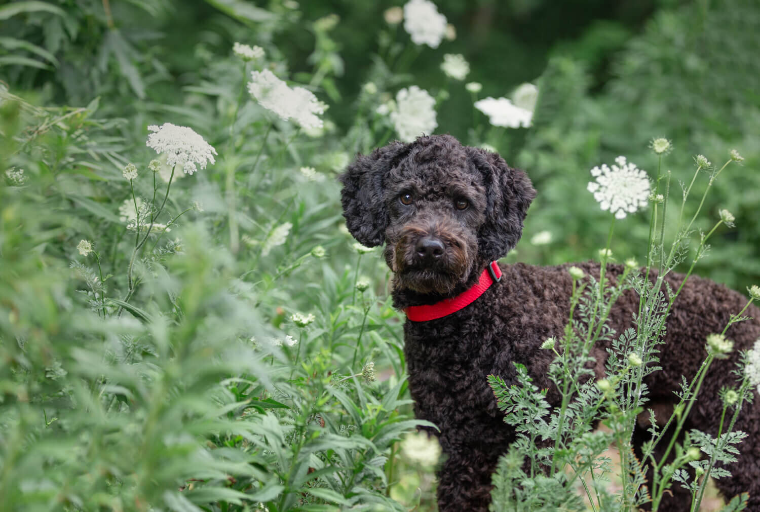 Dog-photographer-toronto-brickworks