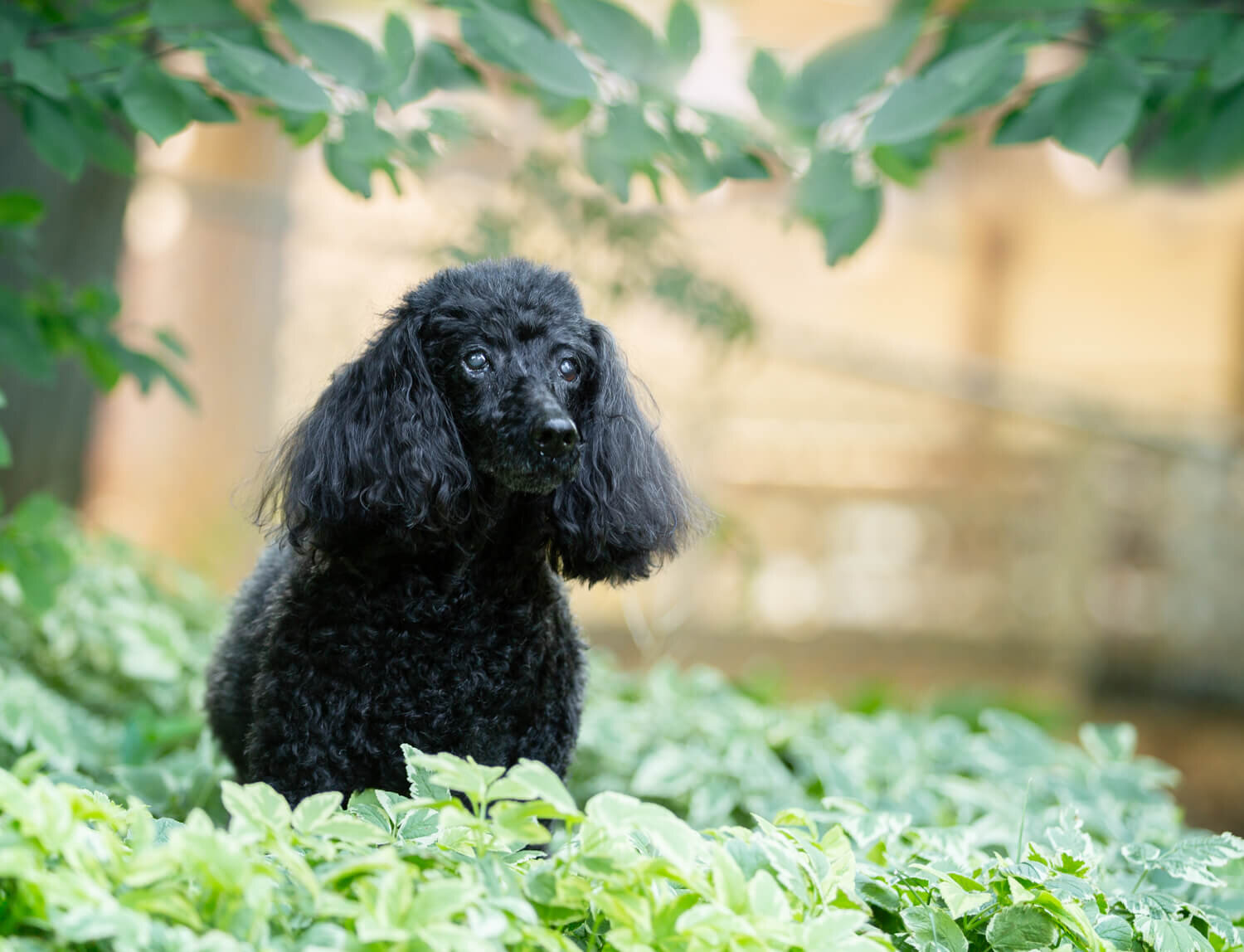  Islay at 17 ½ years old. She is full of dignity in her senior years 