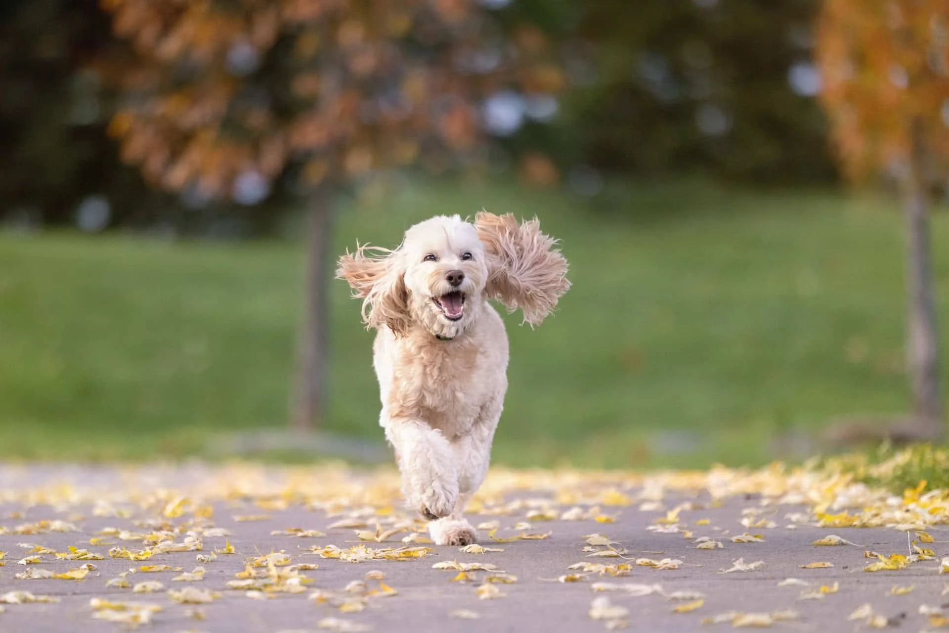 Dog running with ears flying and looking happy