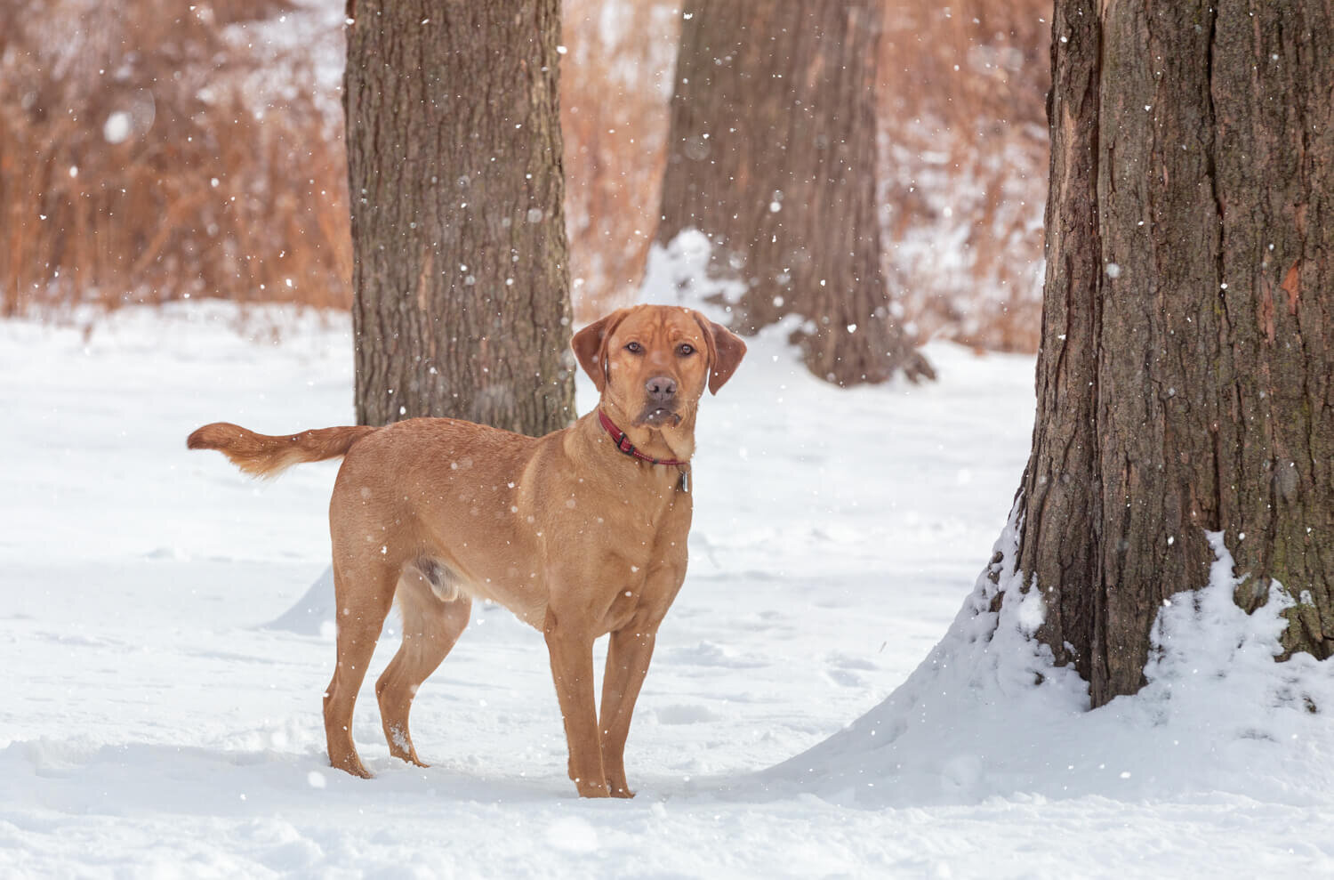 dog-in-winter-photography-in-Toronto