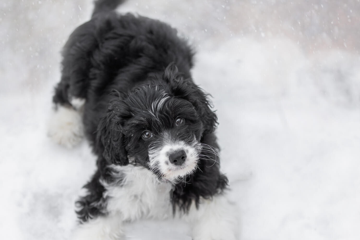 Puppy-in-snow-photo-sessions-Toronto