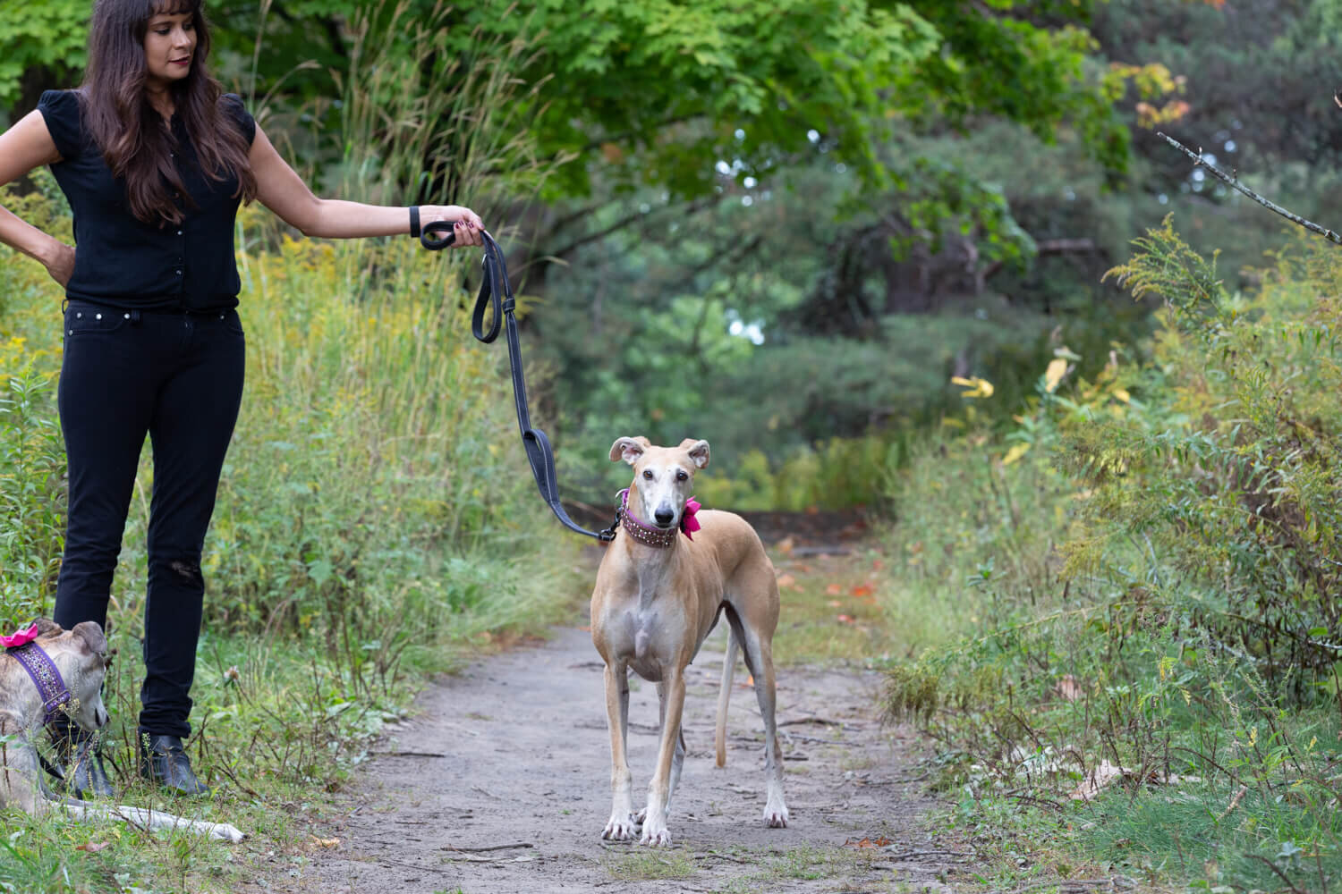 Greyhound-photo-session-editing.jpg