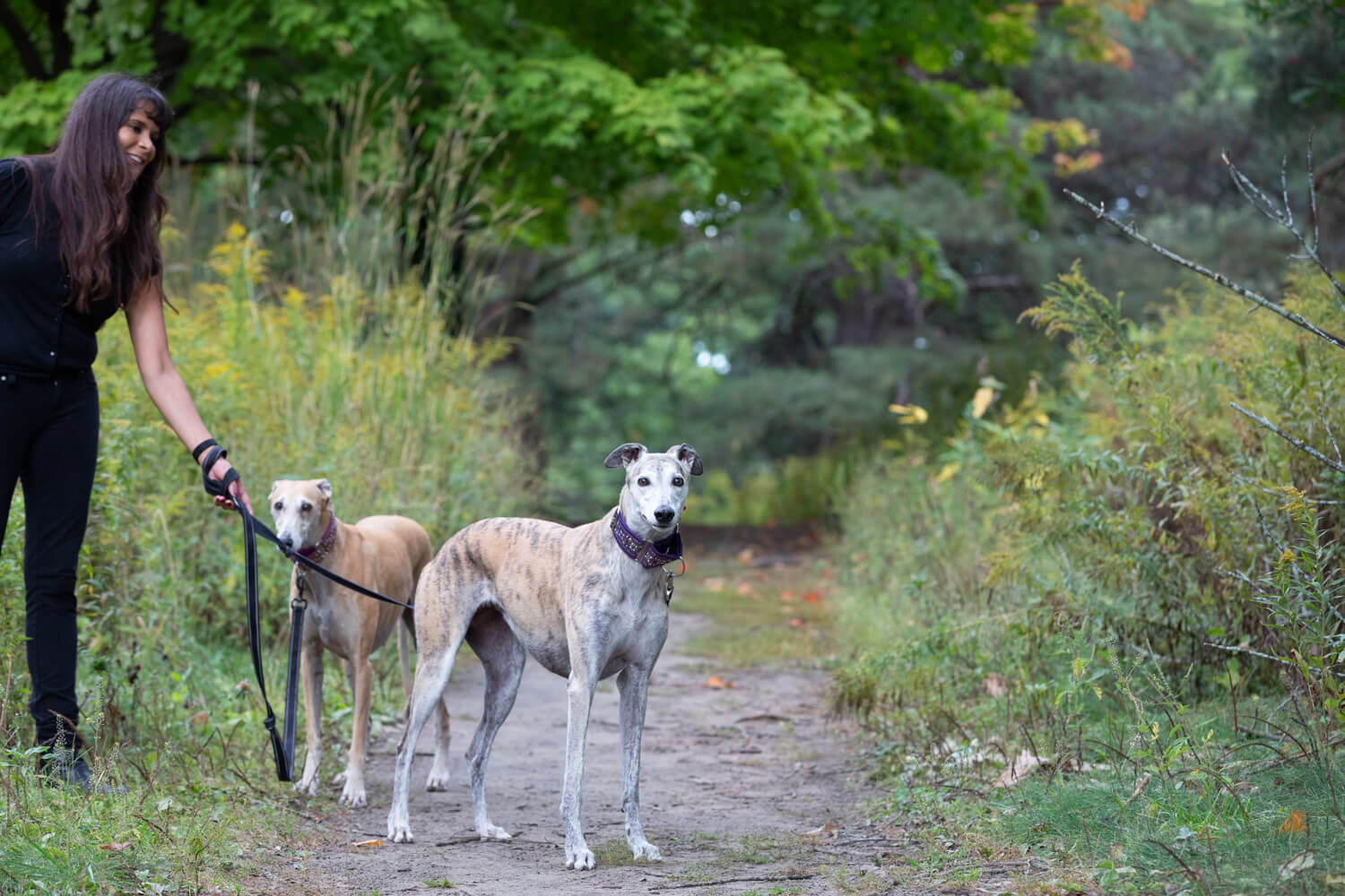 Greyhound-photo-shoot-high-park.jpg