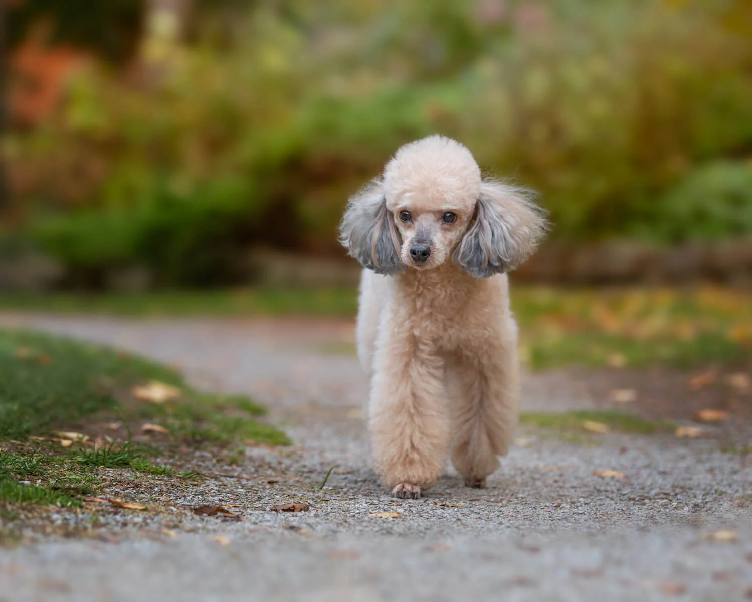  A little tear stain removal makes such a difference